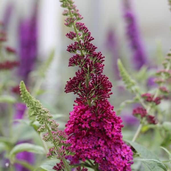 2 Gal. Miss Molly Butterfly Bush (Buddleia) Live Shrub with Deep Pink Flowers