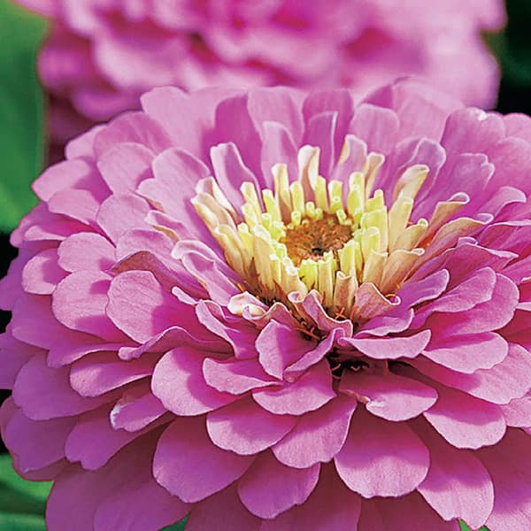 Ferry-Morse Sow Easy Zinnia Giant Double Violet Queen Seeds 2470