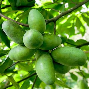 Paw Paw (Asimina) Live Bareroot Fruiting Tree (1-Pack)