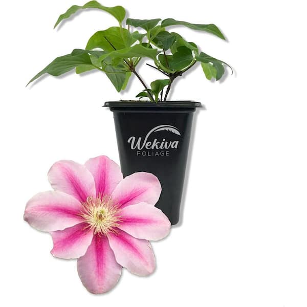 Wekiva Foliage Clematis Bees Jubilee-Live Starter Plant in a Growers Pot-Bold and Beautiful Flowering Vine Perfect for Garden