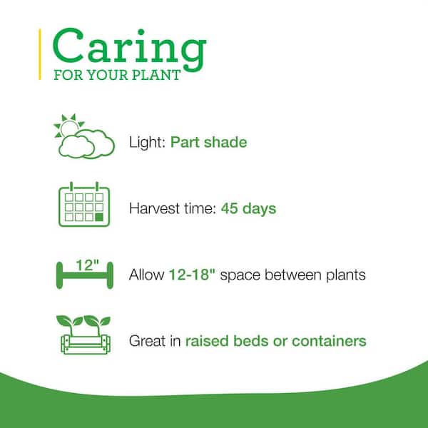 19 oz. Swiss Chard Plant (2-Pack)