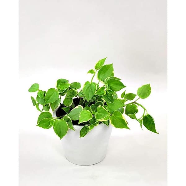 Wekiva Foliage Peperomia Cupid Variegated-5 Live Plants in 4 Inch Growers Pots-Peperomia Scandens Variegata-Houseplant