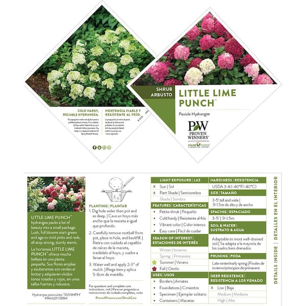 PROVEN WINNERS 2 Gal. Little Lime Punch Hydrangea Shrub with White, Green,  and Pink Bloom 18142 - The Home Depot