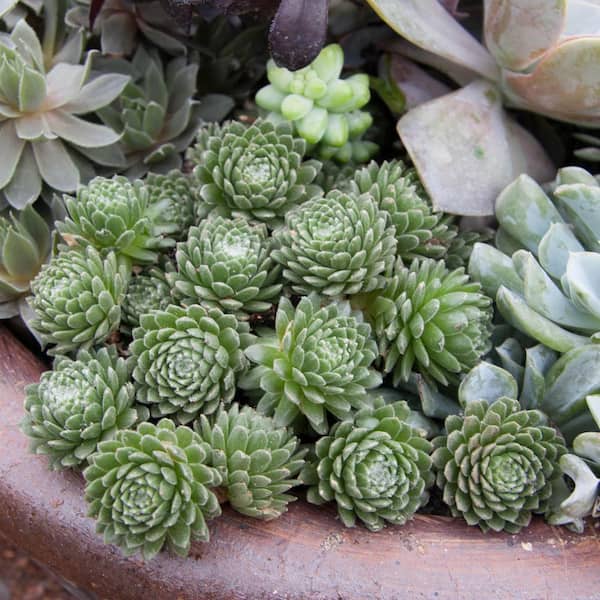Spring Hill Nurseries 2 in. Pot forest Frost Sempervivum Live Perennial Plant Groundcover with Green Foliage (1-Pack)