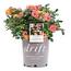 Drift 2 Gal. Popcorn Drift Rose Bush with Buttery Yellow Flowers 13198 ...