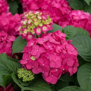14 in. Summer Crush Reblooming Hydrangea Flowering Shrub with Raspberry Red Flowers in a White Decorative Pot