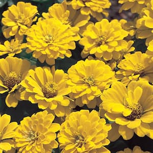 4.5 in. Yellow Zinnia Plant