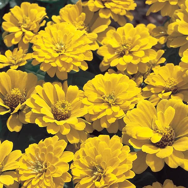 Unbranded 6 in. Yellow Zinnia Plant