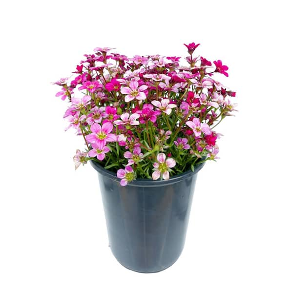 Unbranded 2.5 qt. Perennial Saxifraga Early Carnival - (1-Pack)