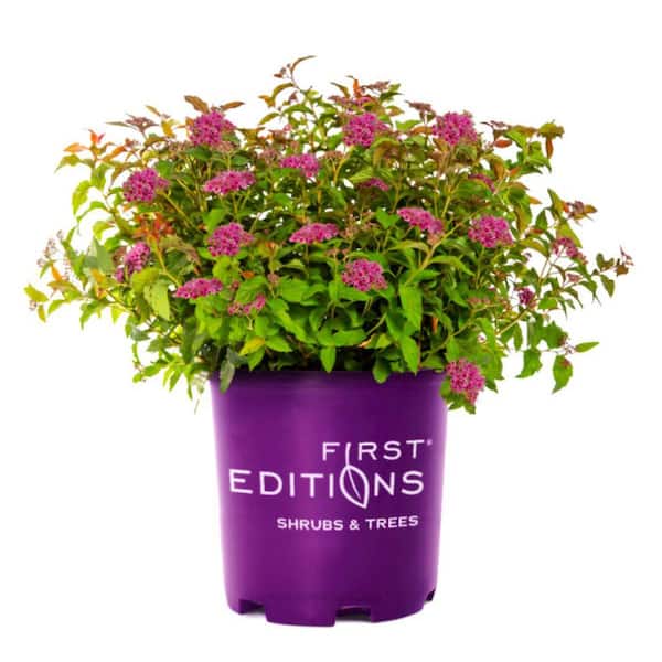 FIRST EDITIONS 2.0 Gallon Superstar Spirea (Spiraea x Bumalda 'Denistar') Shrub with Pink Flowers