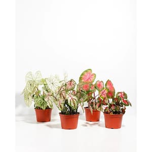 Caladium Collection 6 in. Grower Pots (4-Pack)