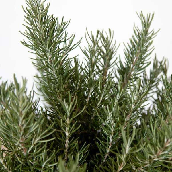 1.5 Gal. Chefs Choice Rosemary Bush (Rosmarinus Officinalis) - Live Evergreen Herb Plant with Fragrant Foliage