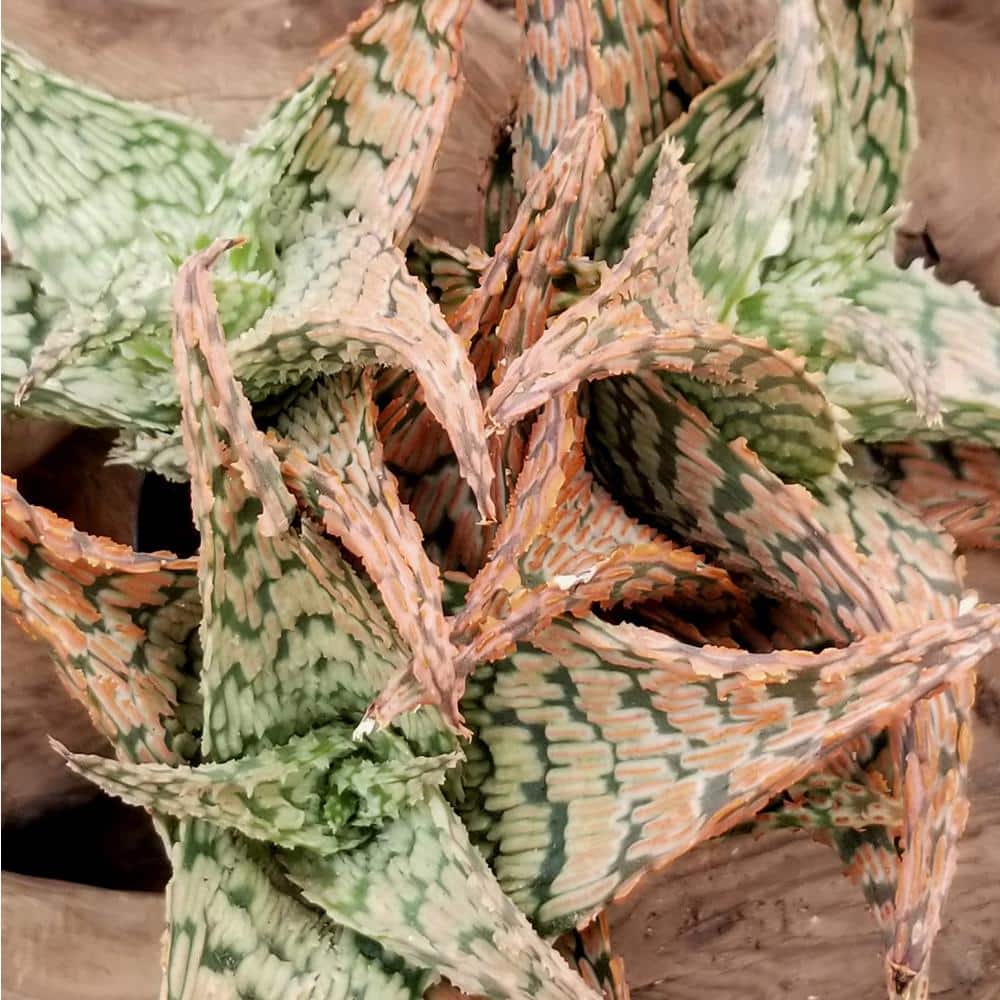 Vibrant Star Aloe Trio - 8" Multicolor Succulent Variety Pack