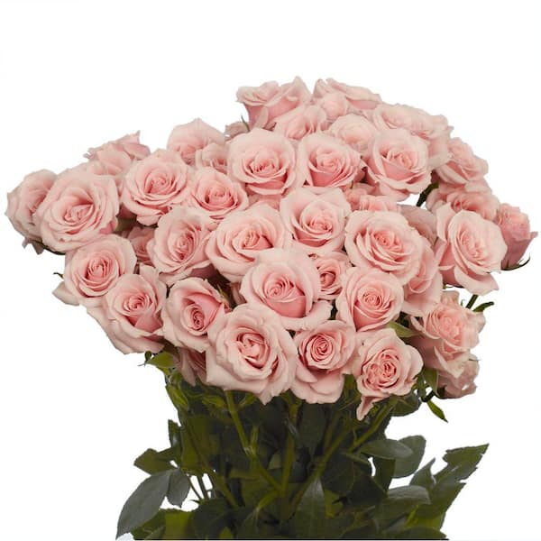 Globalrose Fresh Pink Spray Roses (100 Stems - 350 Blooms)