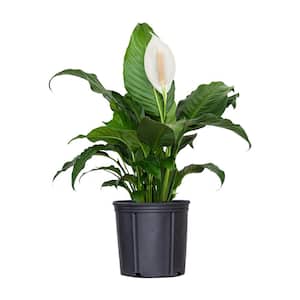 Peace Lily Spathiphyllum Sympathy Live Plant in 9.25 inch Grower Pot