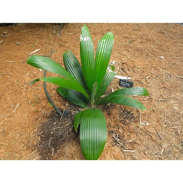 Sabinaria Palm-Live Plant in a 3 Gallon Growers Pot-Sabinaria Magnifica-Rare and Beautiful Palms from Florida