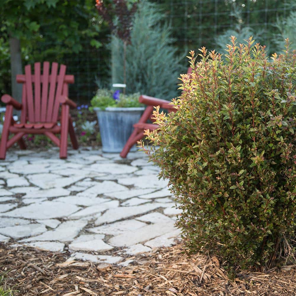 2 Gallon White Ninebark Deciduous Flowering Shrub
