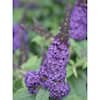 4.5 in. qt. Pugster Blue Butterfly Bush (Buddleia) Live Shrub, Blue Flowers