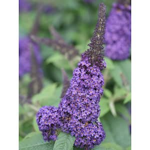 4.5 in. qt. Pugster Blue Butterfly Bush (Buddleia) Live Shrub, Blue Flowers