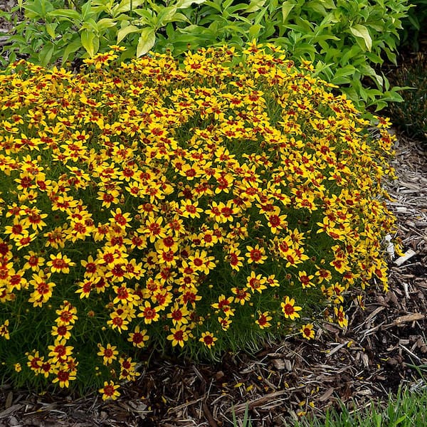 Gardens Alive! 2.50 Qt. Pot, Sunfire Tickseed Coreopsis Flowering ...