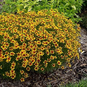 2.50 Qt. Pot, Sunfire Tickseed Coreopsis Flowering Potted Perennial Plant (1-Pack)