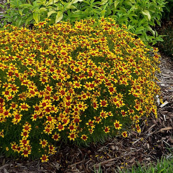 Spring Hill Nurseries 2.50 Qt. Pot, Sunfire Tickseed Coreopsis ...