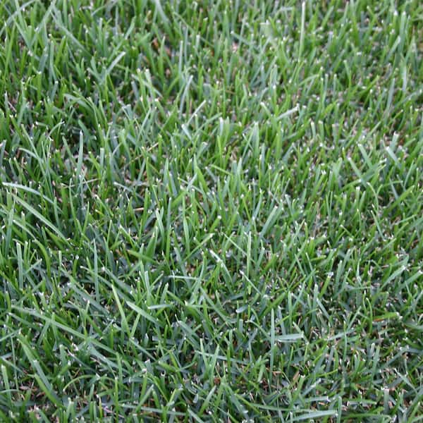 Harmony Outdoor Brands 8 sq. ft. Bluegrass Sod