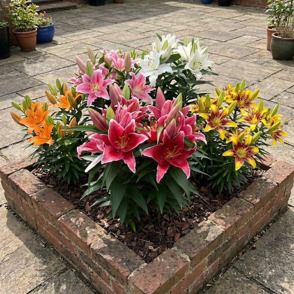 lily　25cm & 20cm おまとめ　5月10日以降発送 national PLANT NETWORK Lily Oriental Mixed Bulbs (5-Pack) HD3429