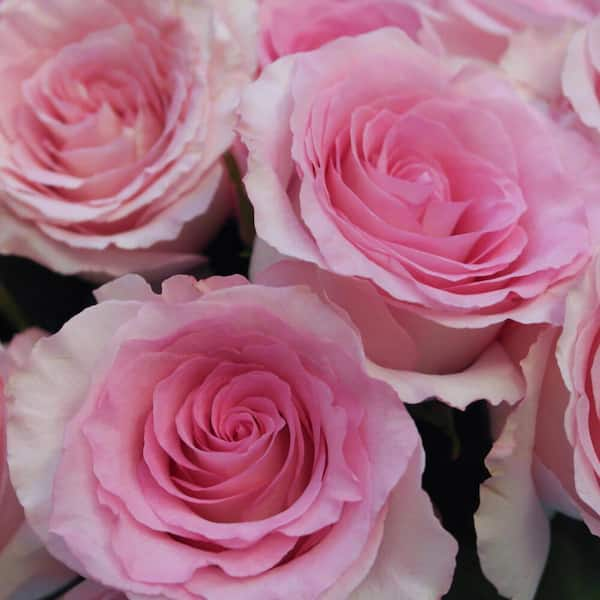 Globalrose 50 Stems of Light Pink Champagne Mandala Roses- Fresh Flower  Delivery 1850500094087 - The Home Depot