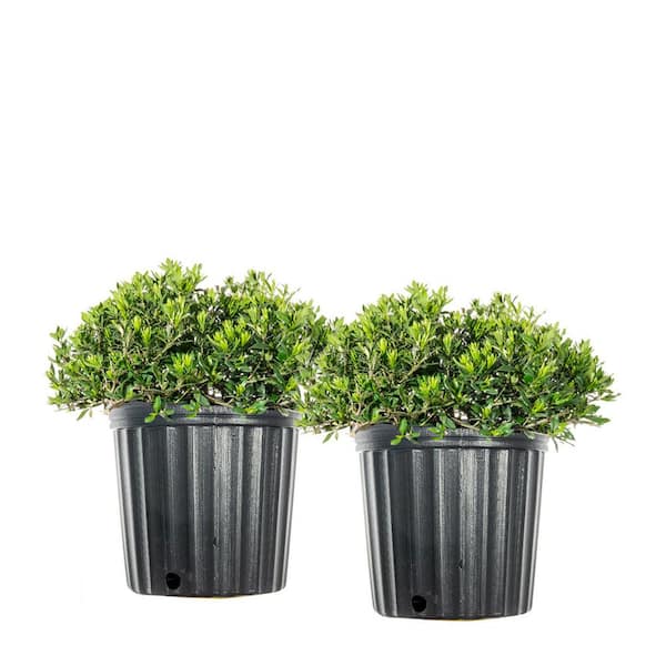 Unbranded 1 Gal. Fragrant Flowering Evergreen Radican Gardenia Shrub (2-Pack)