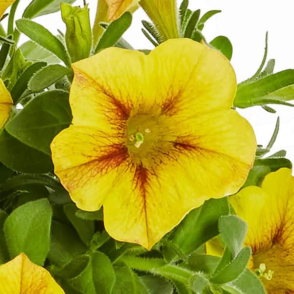 1.5 ft. Caramel Yellow SuperCal Petunia Outdoor Annual Plant with Yellow Flowers (5-Pack)