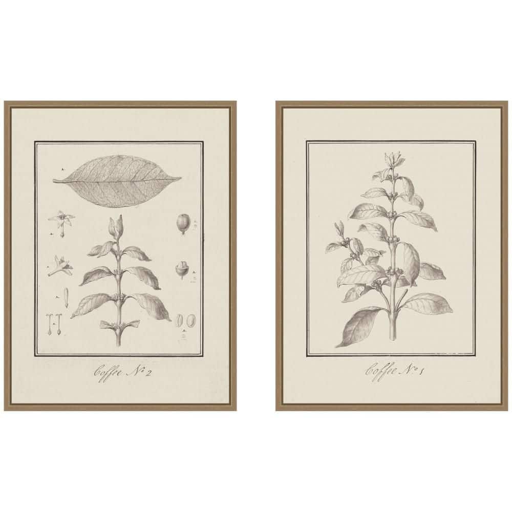 "2 Piece Sylvie ""Coffea Arabica"" by Nostalgia Prints Plants Framed Art Print Set 24 in. x 18 in." price history on PriceWatchPro