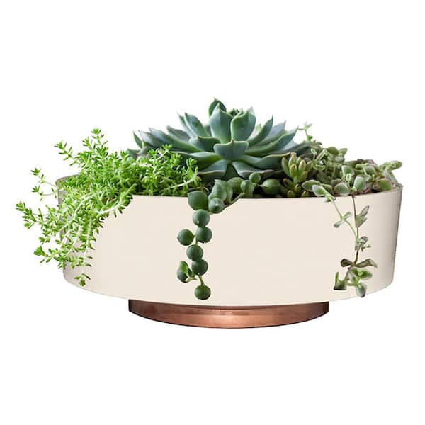 Succulent in Glass Pot - Set of 3 - 47th & Main