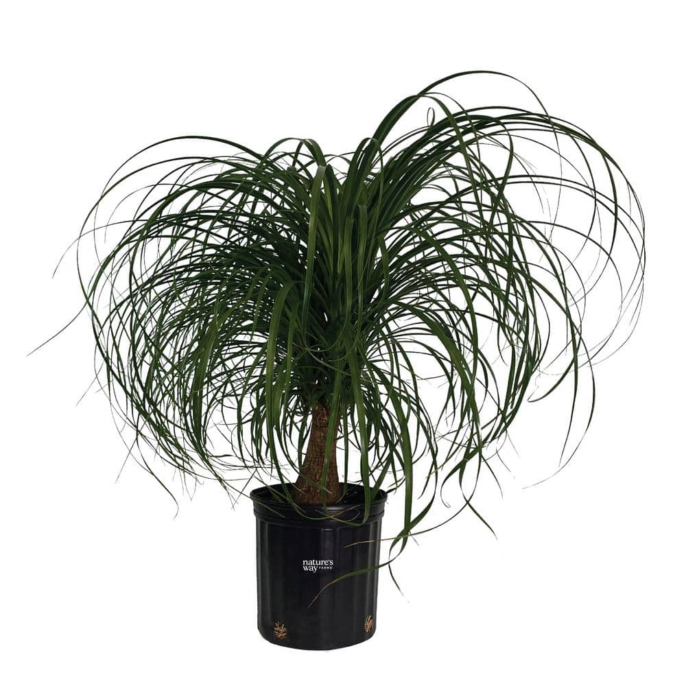 NATURE'S WAY FARMS Ponytail Palm Live Indoor Plant in Growers Pot Avg  Shipping Height 2 ft. to 3 ft. Tall 5807 - The Home Depot, image size:1000x1000
