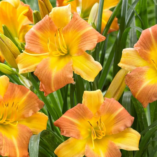 VAN ZYVERDEN Daylilies Punch Yellow (Set of 3 Roots)