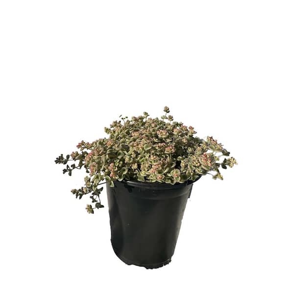 Zeus & Ruta Sedum Little Missy Variegated Plants Matforming Pet-Safe Spreading in Pots (1-Pack)