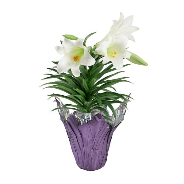 Metrolina Greenhouses 1.75 QT. Easter Liliy Annual Plant with White Flowers