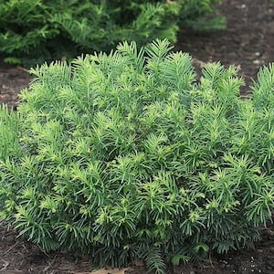 2.25 Gal. Plum Yew Evergreen Plant with Long, Dark Green Needled Foliage