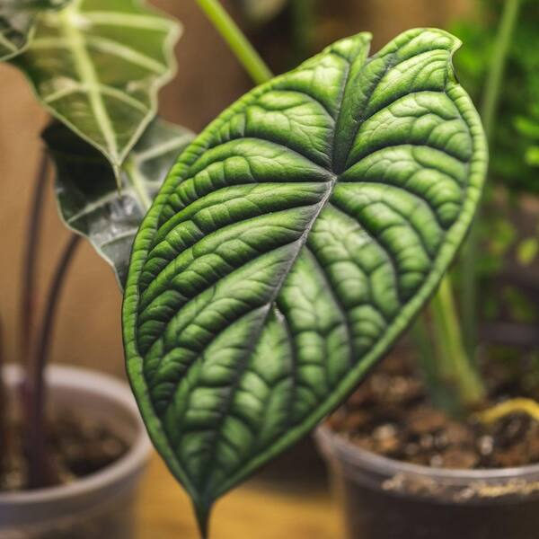 national PLANT NETWORK 4 in. Alocasia Dragon Scale Elephant