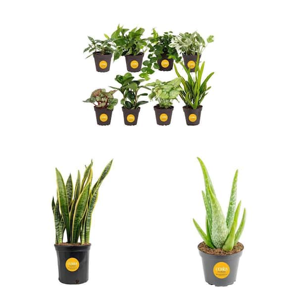 home depot ceramic flower pots Green Talavera Baul Planter, Medium main image 1