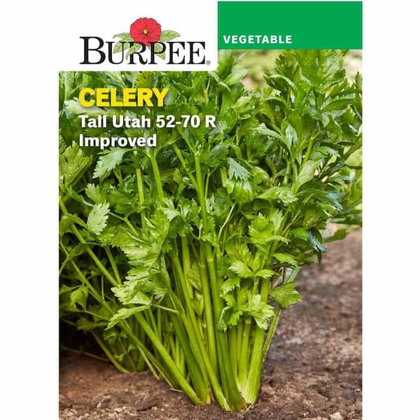 Celery Tall Utah 52-70 R Improved  Vegetable Seed