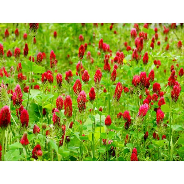 Head River Organics 5 lbs. Dixie Crimson Clover - Flower Seed-Annual