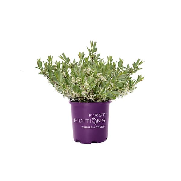 2 Gal. Jade Parade Sand Cherry Live Shrub with White Flowers