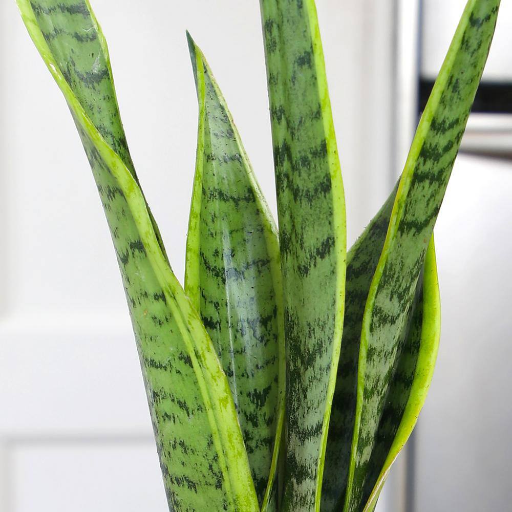 Large Green Snake Plant in White Planter