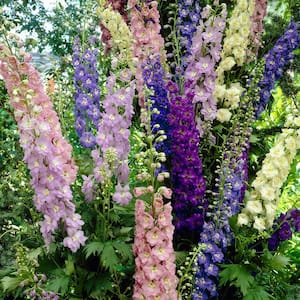 Delphinium Giant Cottage Style Mixed Roots (Set of 5)