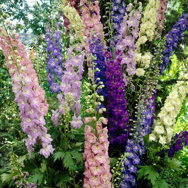 VAN ZYVERDEN Delphinium Giant Cottage Style Mixed Roots (Set of 5 ...