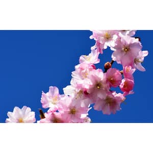 Autumnalis Cherry Blossom Tree, Blooms Twice a Year (Bare Root, 3 ft. to 4 ft. Tall)