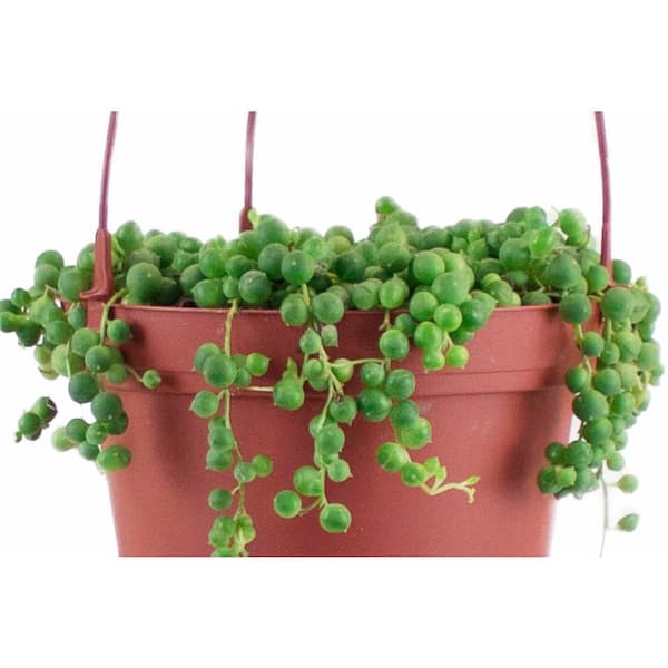 3pc String Of Pearls - National Plant Network : Target
