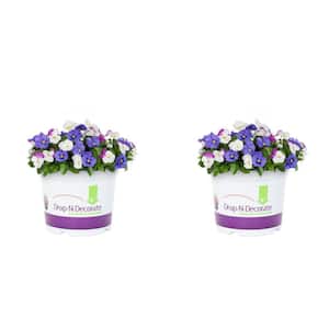 3 Qt. Drop N Decorate Trailing Pansy Mix Annual Plant (2-Pack)