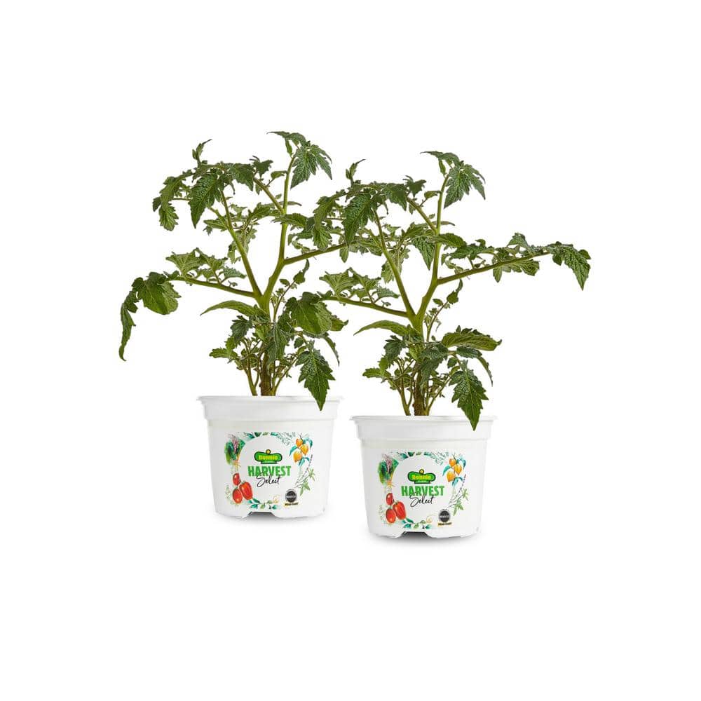 25 oz. Little Napoli Roma Tomato (2-Pack)